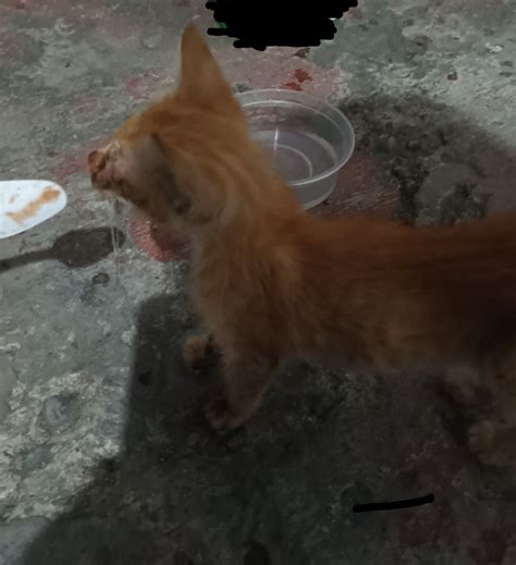 Vet suggestions and service costs : r/catsofrph .